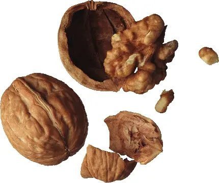  عکس گردو و مغز گردو با کیفیت بالا