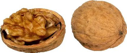  عکس مغز گردو