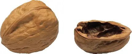  عکس مغز گردو