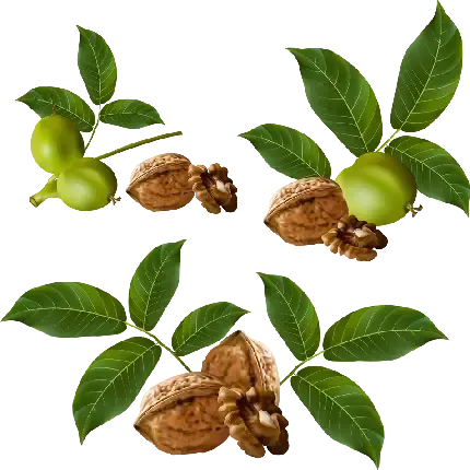  عکس گردو کارتونی
