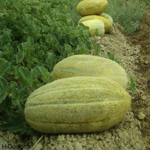  عکس خربزه