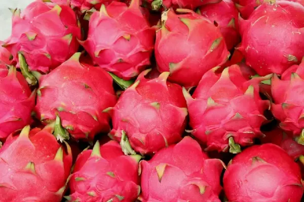  عکس میوه دراگون