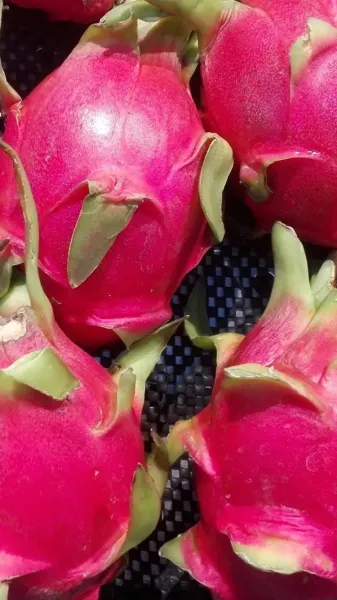  عکس میوه دراگون