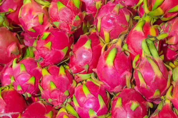  عکس میوه اژدها
