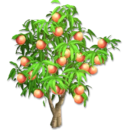 عکس هلو نرم و گوشتی