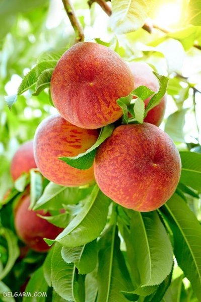  عکس هلو برای پروفایل