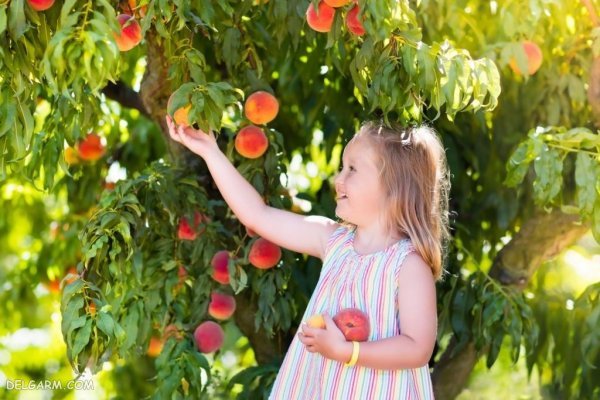  عکس هلو برای پروفایل