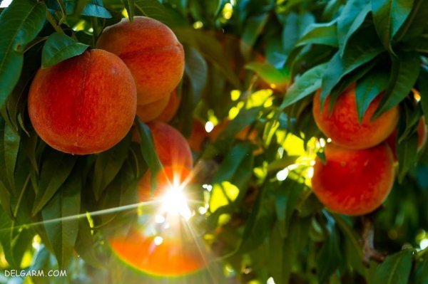  عکس هلو برای پروفایل