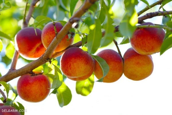  عکس هلو برای پروفایل