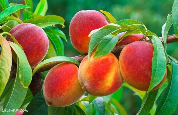  عکس هلو برای پروفایل