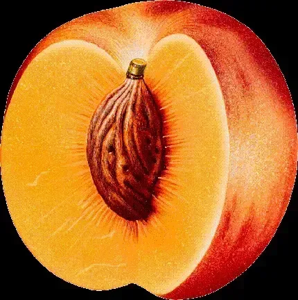  عکس هلو نقاشی