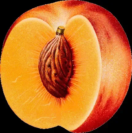  عکس هلو کیوت