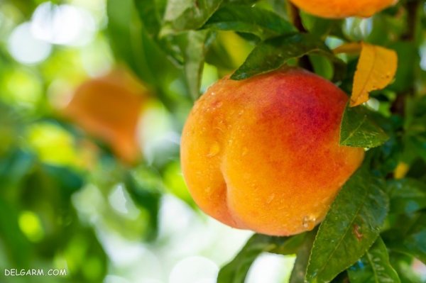 عکس هلو برای استوری اینستاگرام