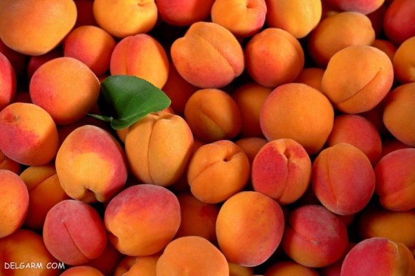  عکس هلو برای استوری اینستاگرام