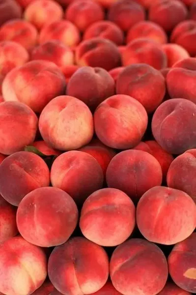  عکس هلو برای بک گراند کامپیوتر