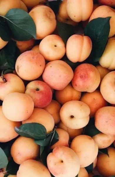  عکس هلو برای بک گراند کامپیوتر
