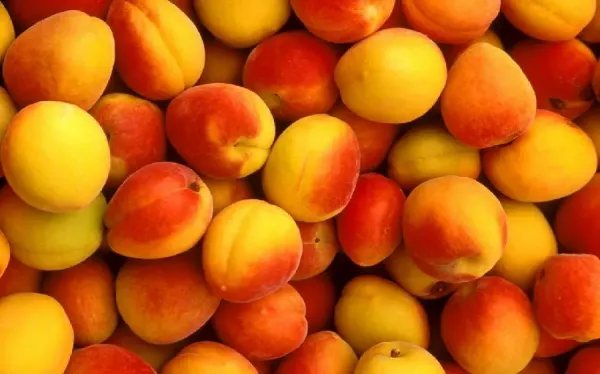  عکس هلو برای بک گراند کامپیوتر