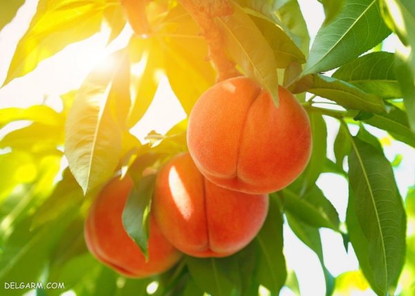 عکس هلو برای والپیپر گوشی
