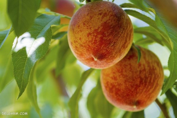  عکس هلو برای والپیپر گوشی