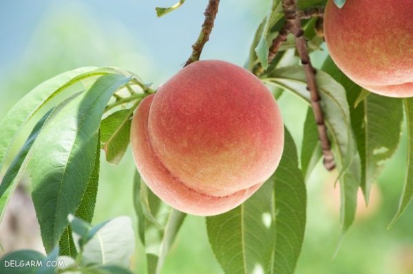  عکس هلو قرمز و خوشمزه