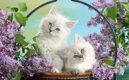  والپیپر زیبای بچه گربه