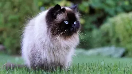  والپیپر زیبای بچه گربه