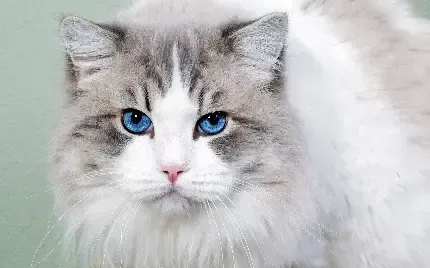  والپیپر زیبای بچه گربه