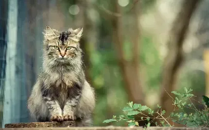  والپیپر زیبای بچه گربه