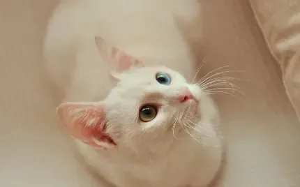  والپیپر زیبای بچه گربه