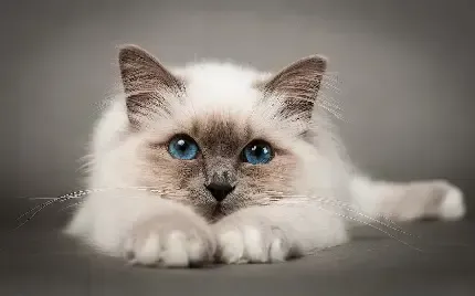  والپیپر زیبای بچه گربه