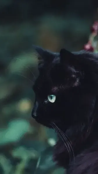  والپیپر زیبای بچه گربه