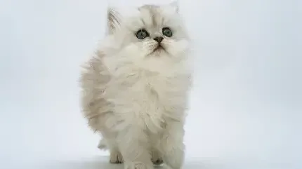  والپیپر زیبای بچه گربه