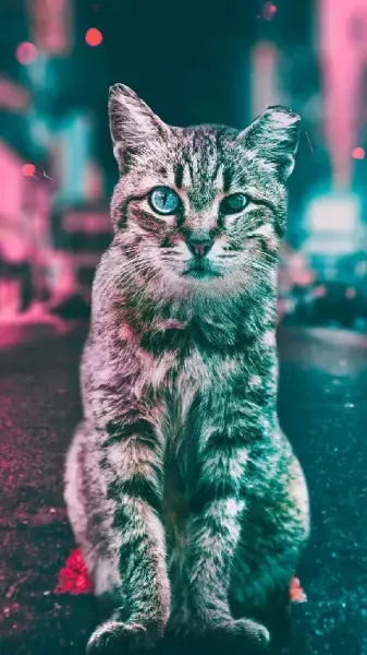  والپیپر زیبای بچه گربه