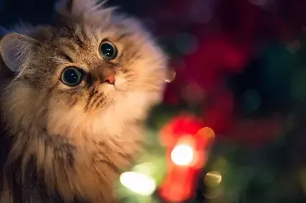  والپیپر زیبای بچه گربه