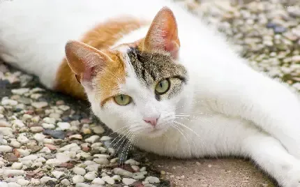  والپیپر زیبای بچه گربه
