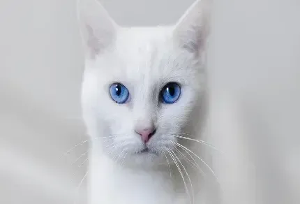  والپیپر زیبای بچه گربه
