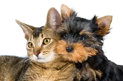  عکس سگ و گربه کنار هم