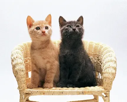  عکس سگ و گربه کنار هم
