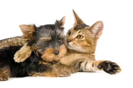  عکس سگ و گربه کنار هم