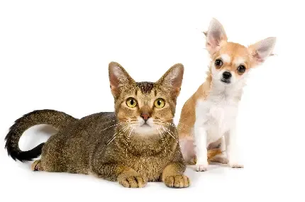  عکس سگ و گربه کنار هم