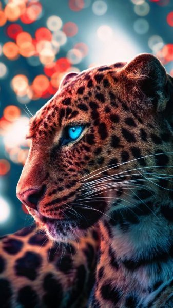 عکس پس زمینه یوز پلنگ