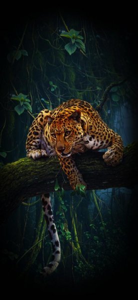  عکس پس زمینه یوز پلنگ