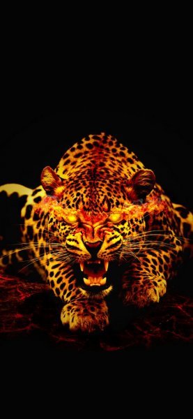  عکس پس زمینه یوز پلنگ