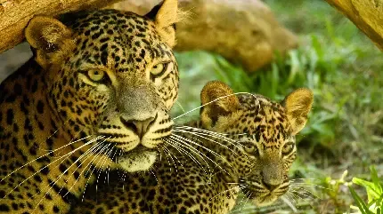  پس زمینه پلنگ برای گوشی موبایل