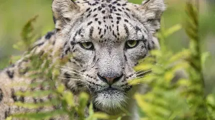  پس زمینه پلنگ برای گوشی موبایل