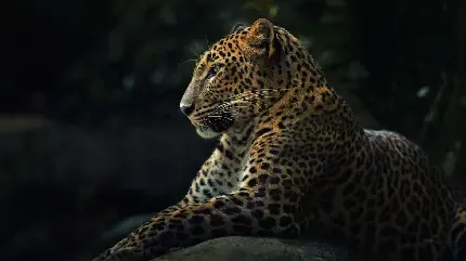  پس زمینه پلنگ برای گوشی موبایل