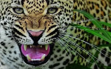  پس زمینه پلنگ برای گوشی موبایل
