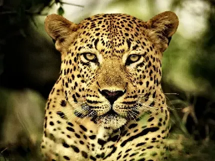  پس زمینه پلنگ برای گوشی موبایل