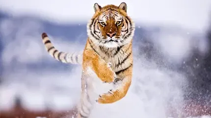  عکس ببر خفن
