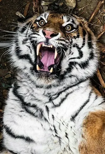  عکس ببر ترسناک